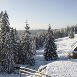 Photo Textures of Background Forest